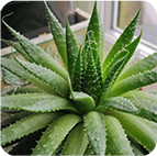 Konscious All Brands