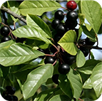 Konscious All Brands