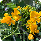 Konscious All Brands