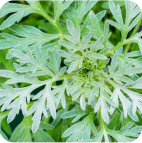 Konscious All Brands